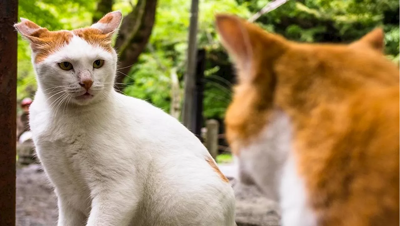 Perché il tuo gatto sbatte i denti quando vede altri gatti?