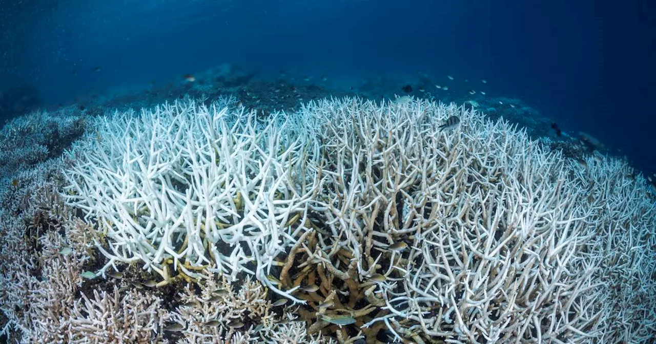 Le Giec de la Biodiversité appelle à une action intégrée face aux crises globales