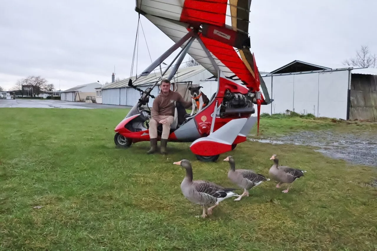 Trois Oies Apprivoisées Retrouvées Gr\u00e2ce à un Chasseur