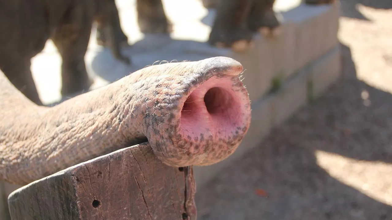 Gajah Molly Bali Zoo Hanyut dan Ditemukan Mati