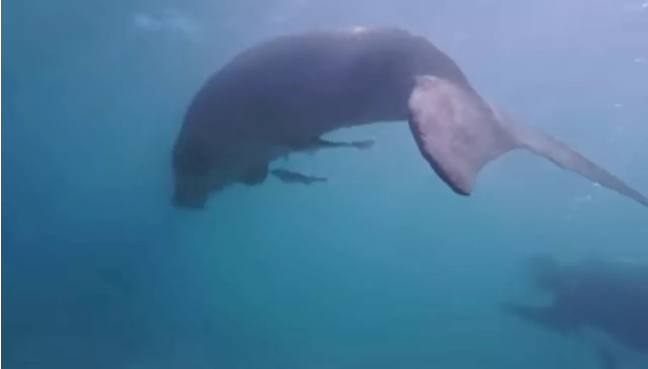 Dugong Sighting Excite Conservationists in Mabul Island