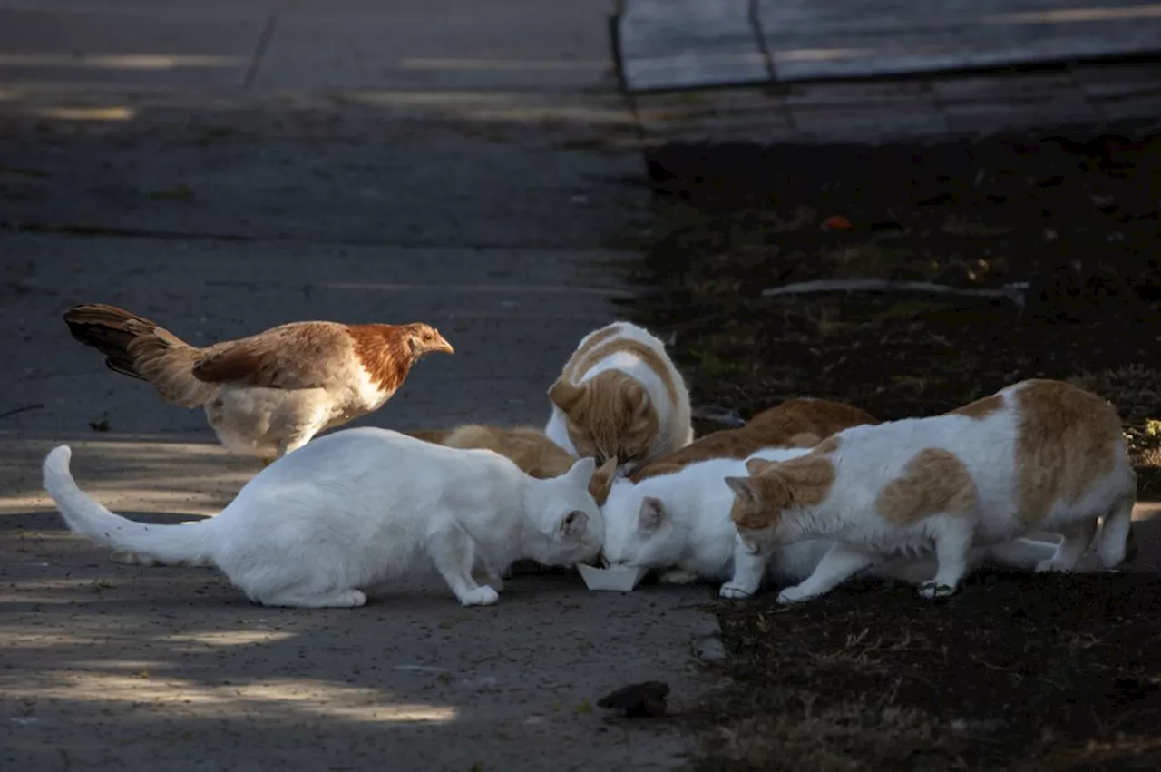 San Diego Humane Society's Community Cats Program Faces Lawsuit