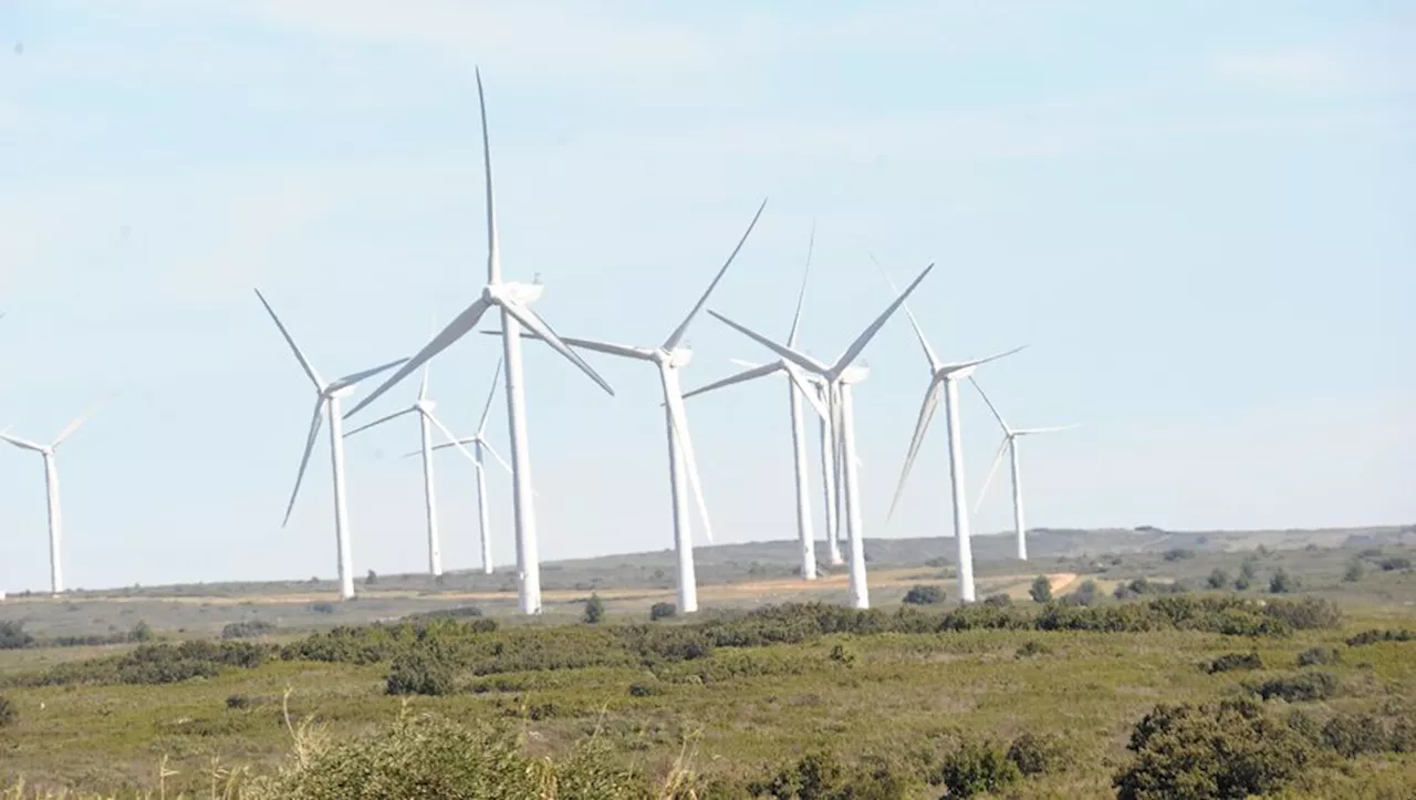 Éoliennes et Biodiversité : Un Procès à Montpellier Met en Lumière le Risque sur les Faucons Crècerellettes