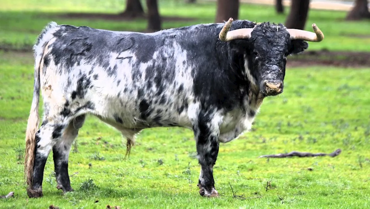 Les Valdefresno, une nouvelle page d'histoire dans les arènes de Béziers