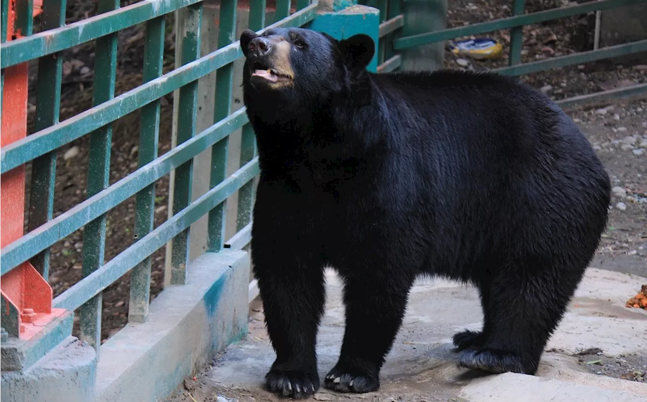 Cazador Muere Tras Que Oso Cae Sobre Él Tras Disparo