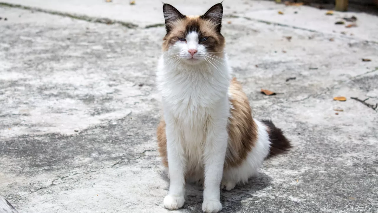 Gatito Abused Sexualmente En Tehuacán, Puebla