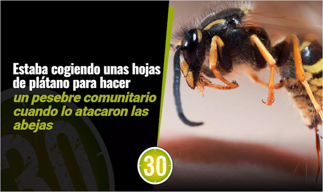 ¡Qué tragedia! En San Antonio de Prado murió Wbeymar luego de ser atacado por más de 200 abejas