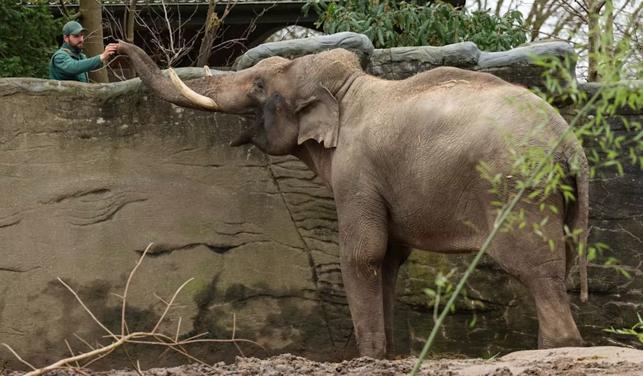 Elefantenbulle Maurice zieht in den Hamburger Zoo ein