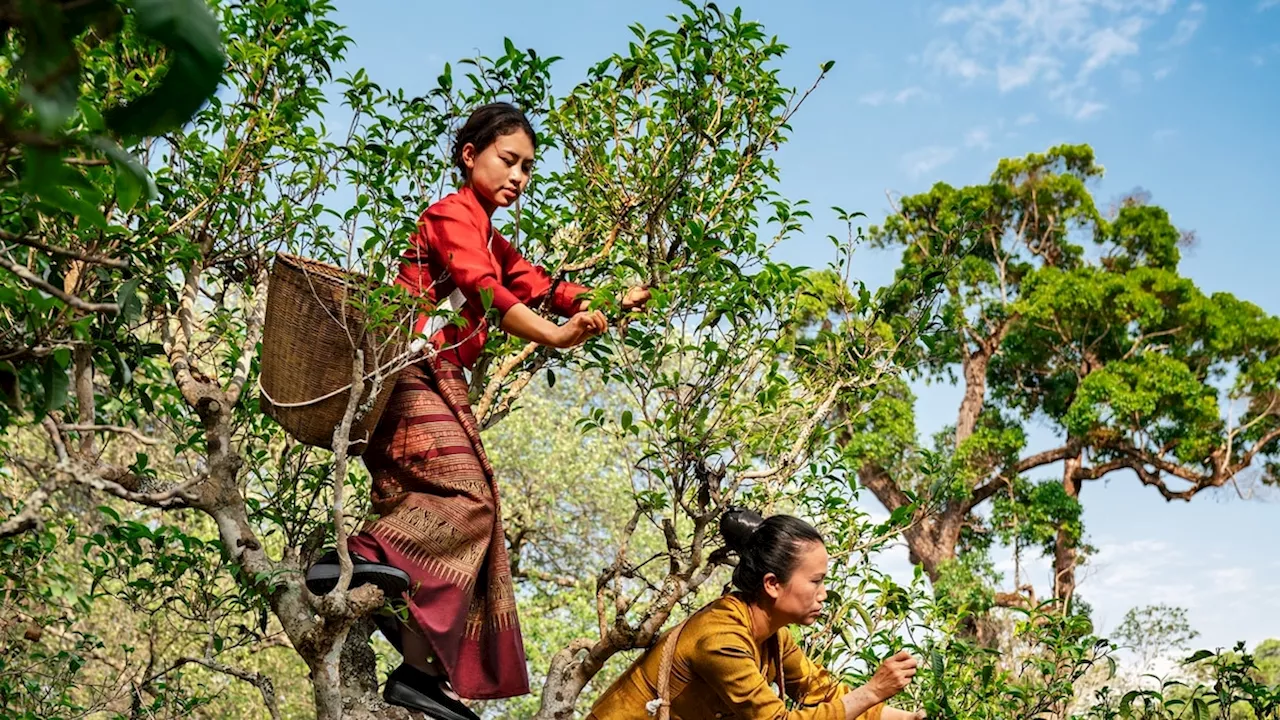 Indigenous Tea Growers on Jingmai Mountain Embrace Ancient Traditions for Premium Tea