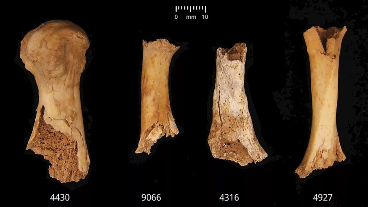 Mass Grave Reveals Brutal Violence in Early Bronze Age Britain