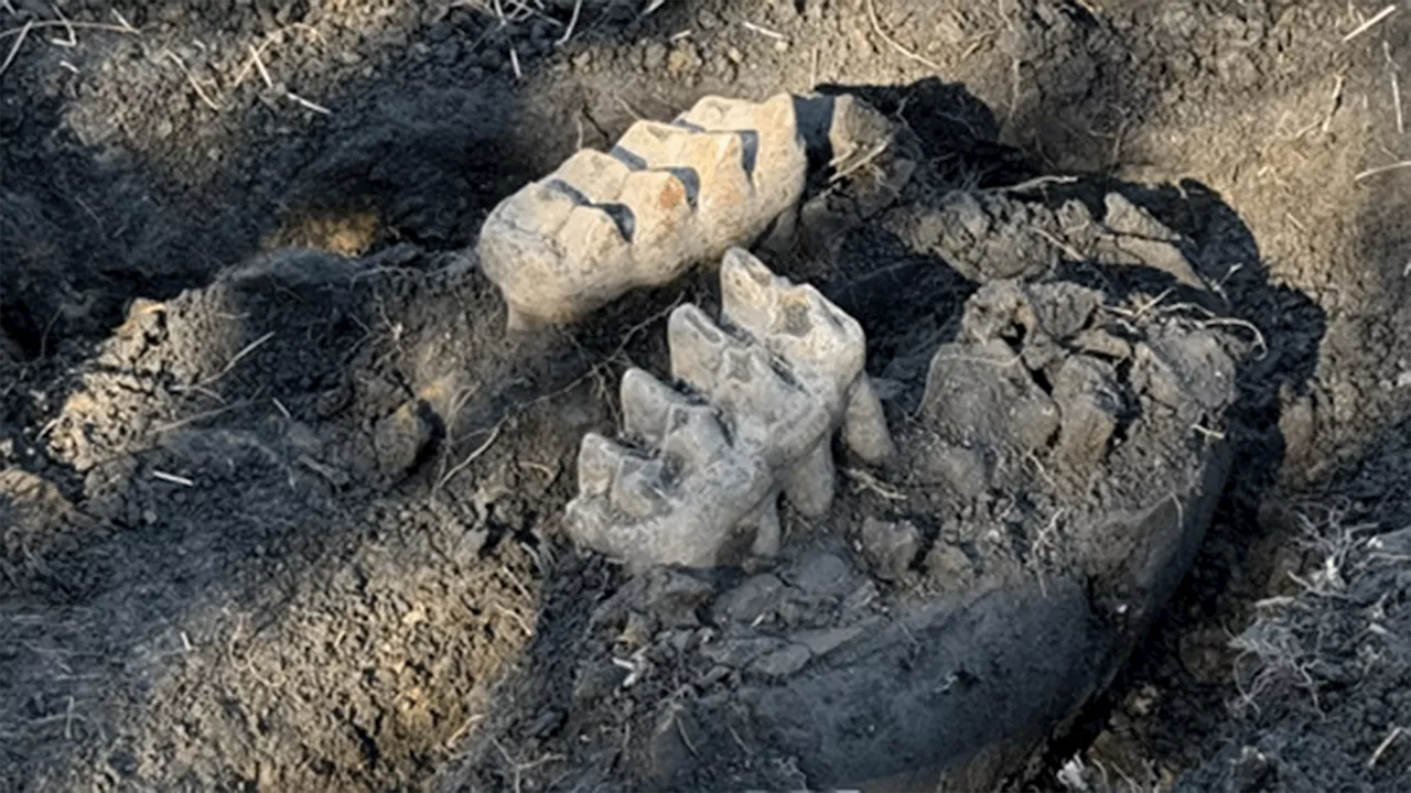 Mastodon Jaw Unearthed in New York Backyard