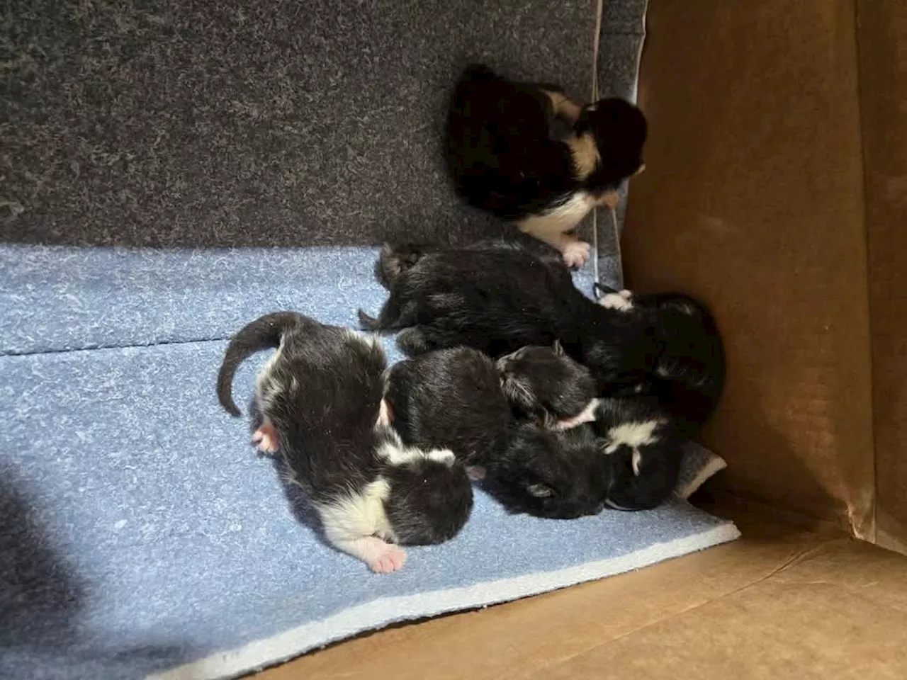 Kittens Found in Dumpster, Receive Care at Bucks County Sanctuary