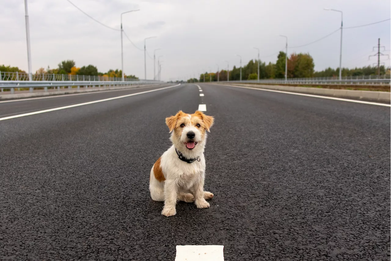 Arizona Woman Rescues Dog From Highway Traffic