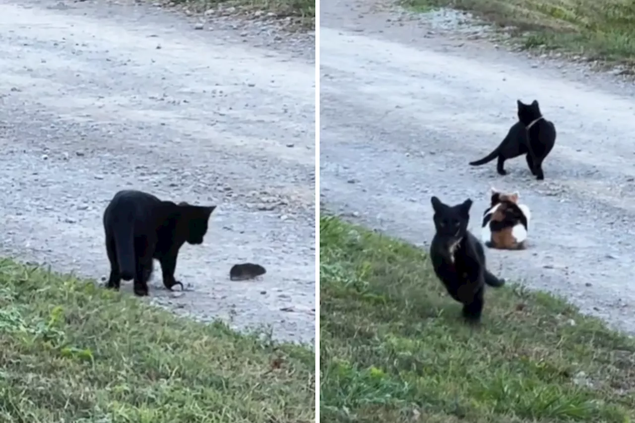 Cat's First Hunt Ends in a Cute Fail