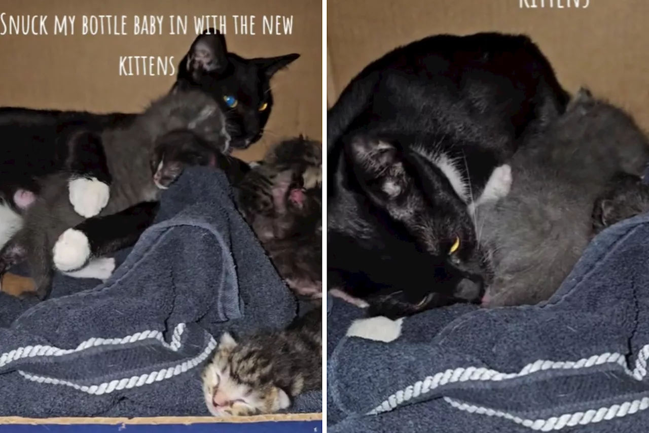 Foster Mom Uses Clever Trick To Introduce Bottle-Fed Kitten To Nursing Cat