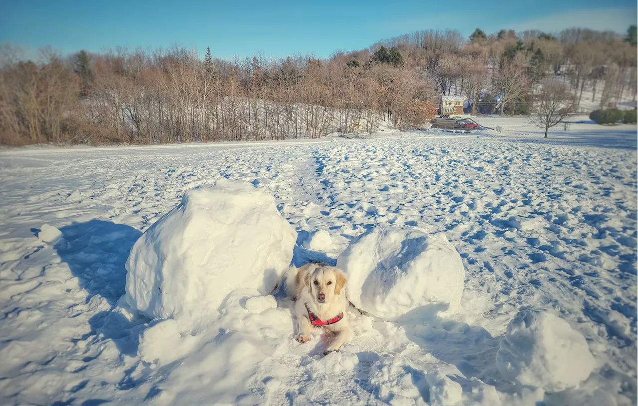 Golden Retriever Fears Snowman, TikTok Erupts in Laughter