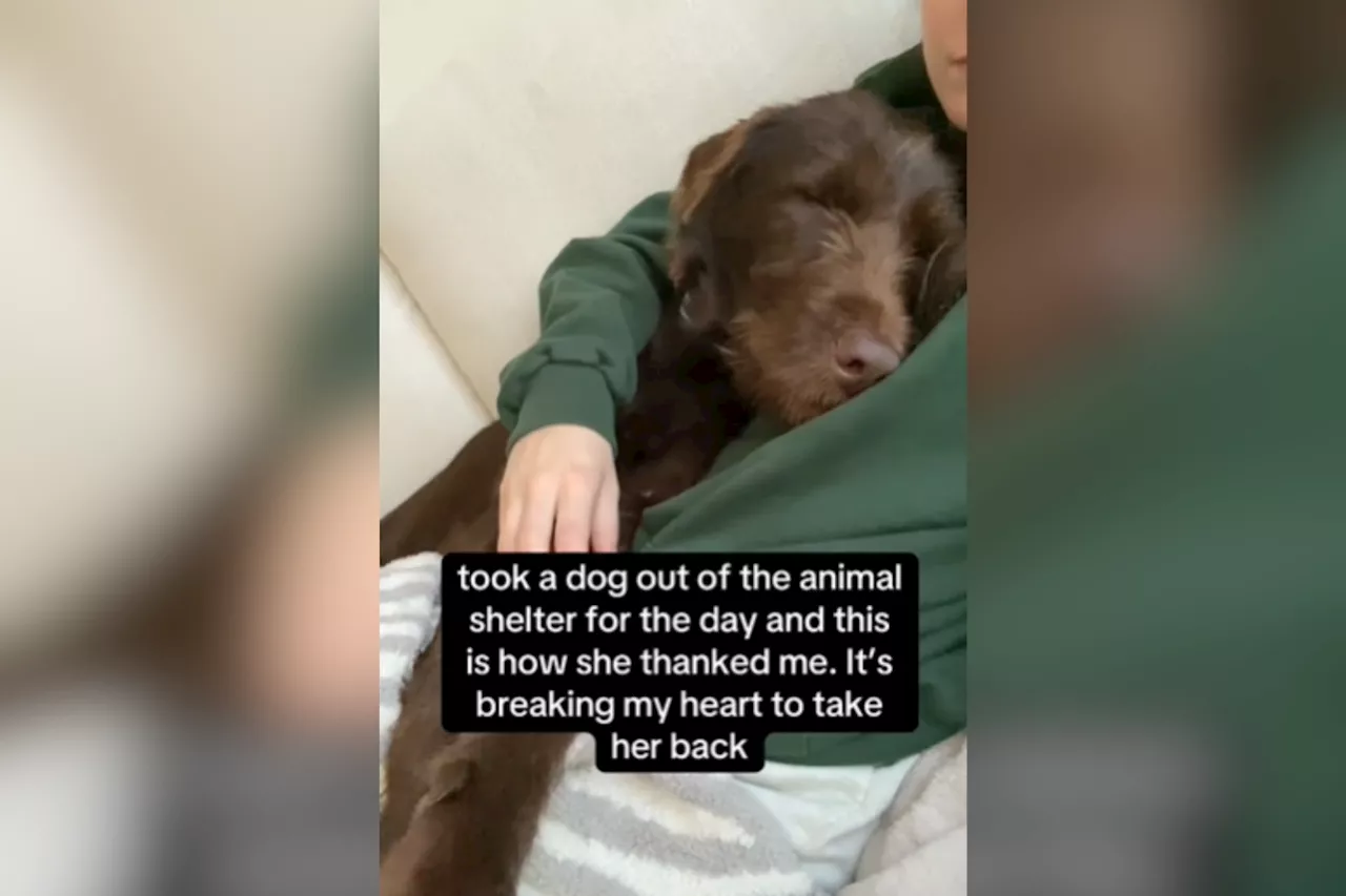 TikTok Rescue Dog Cuddles Touch Hearts, Sparks Adoption Frenzy