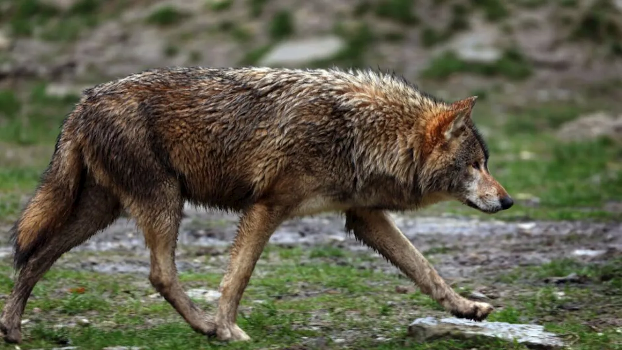 Tierschutzorganisationen klagen gegen Herabstufung des Wolfs-Schutzes