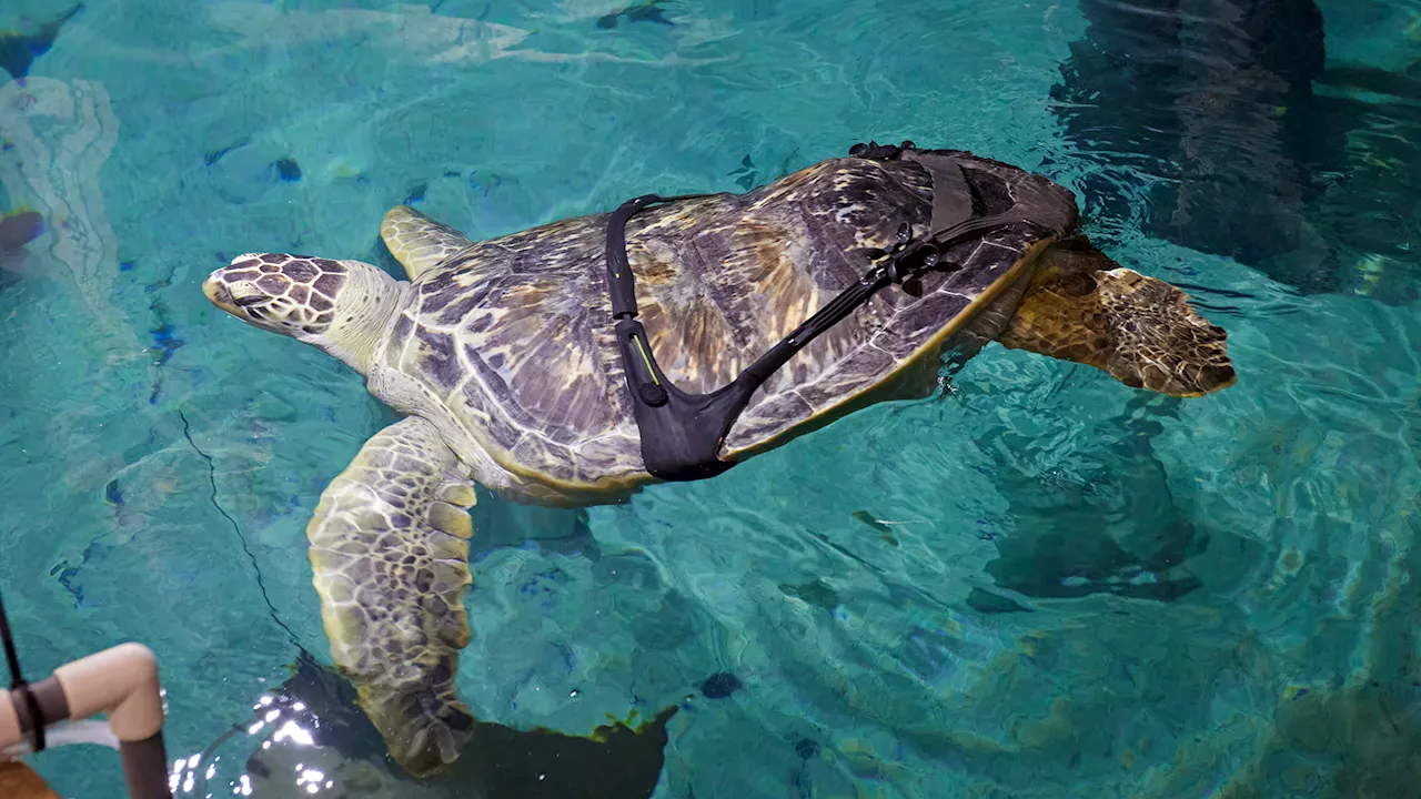 Custom Harness Gives Rescued Turtle a Boost This Holiday Season