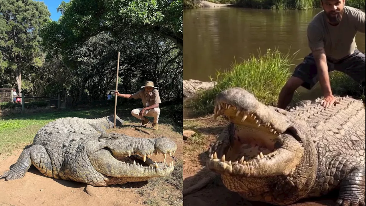 Crocodilo Henry, de 124 anos, celebra aniversário com mais de 10 mil descendentes