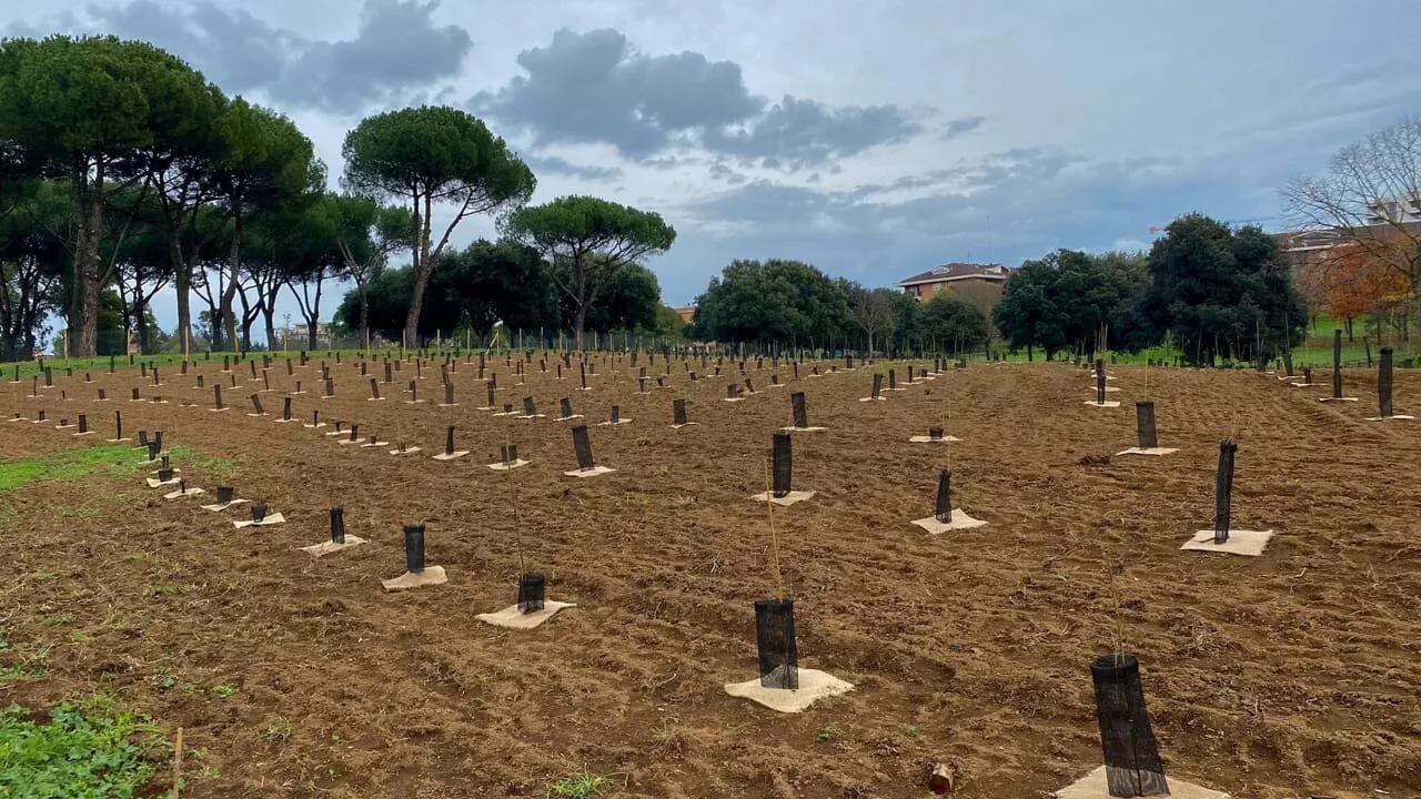 Un bosco urbano di 5mila nuovi alberi e arbusti in un parco di Roma: '12 specie diverse in 5 ettari'