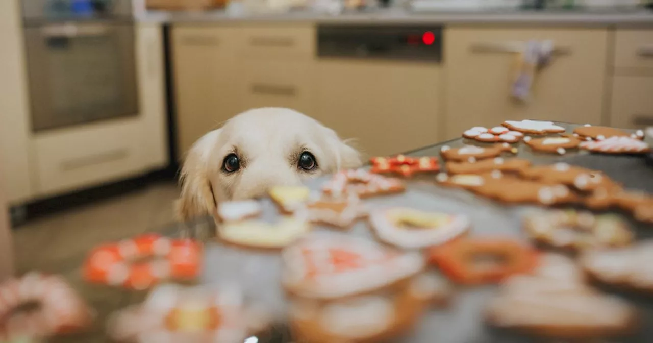 Holiday Foods to Avoid Feeding Your Dog