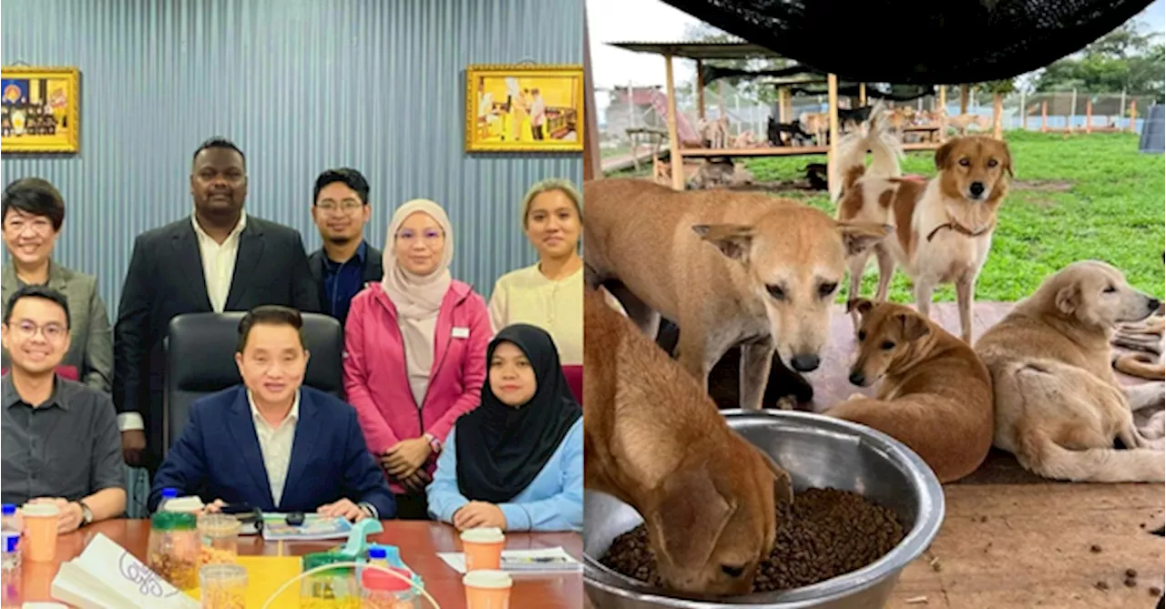 Selangor Exco To Propose No-Kill Policy For Strays In The State