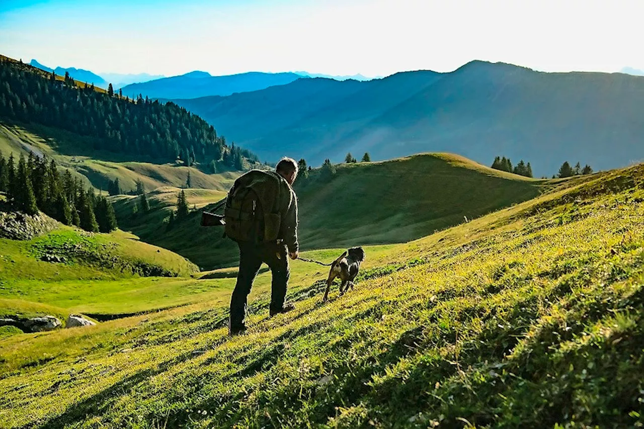 Kuhbegegnungen: Hundehalter aufgepasst!