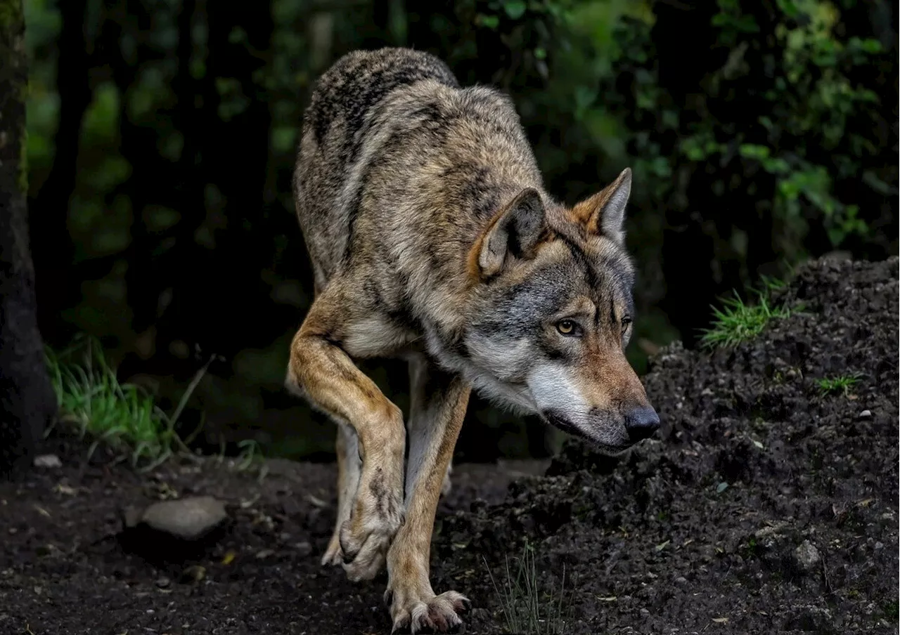 Tierschutzorganisationen klagen gegen Reduzierung des Wolfsschutzes in der EU