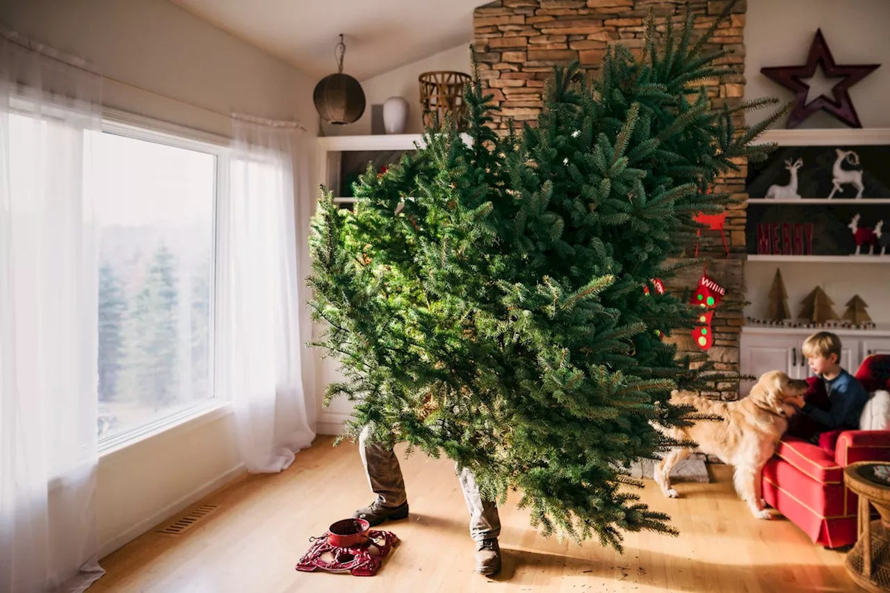 How to Care for Your Christmas Tree