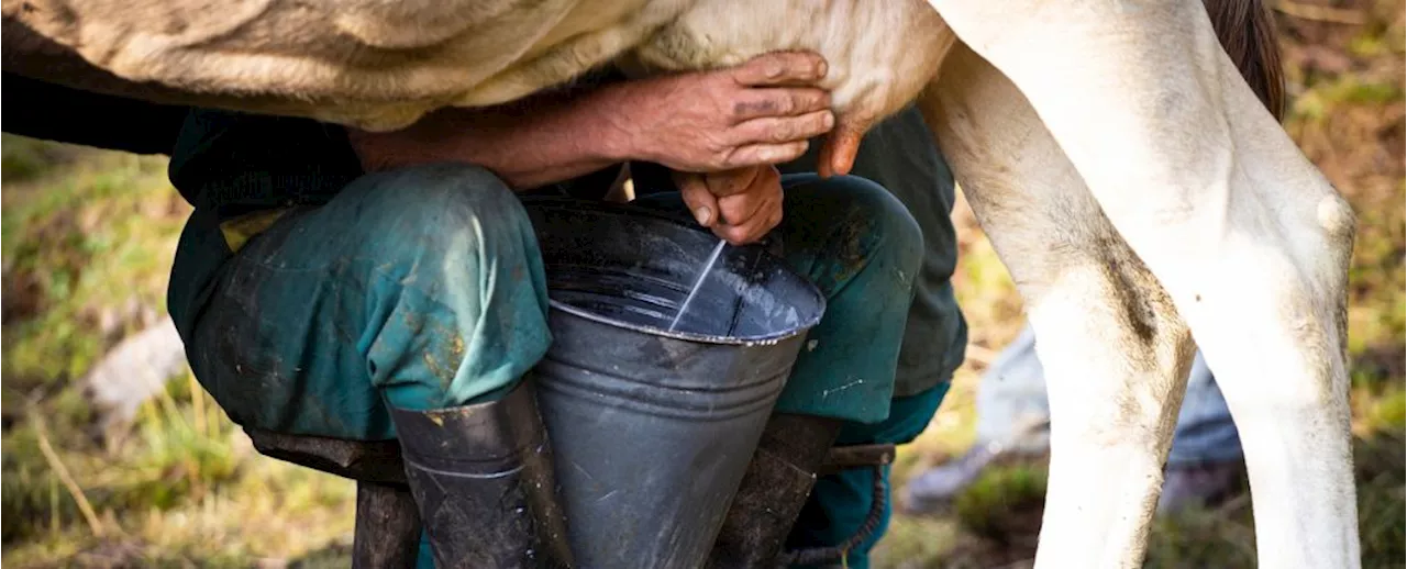 Avian Influenza Can Linger in Raw Milk for Days, New Study Finds