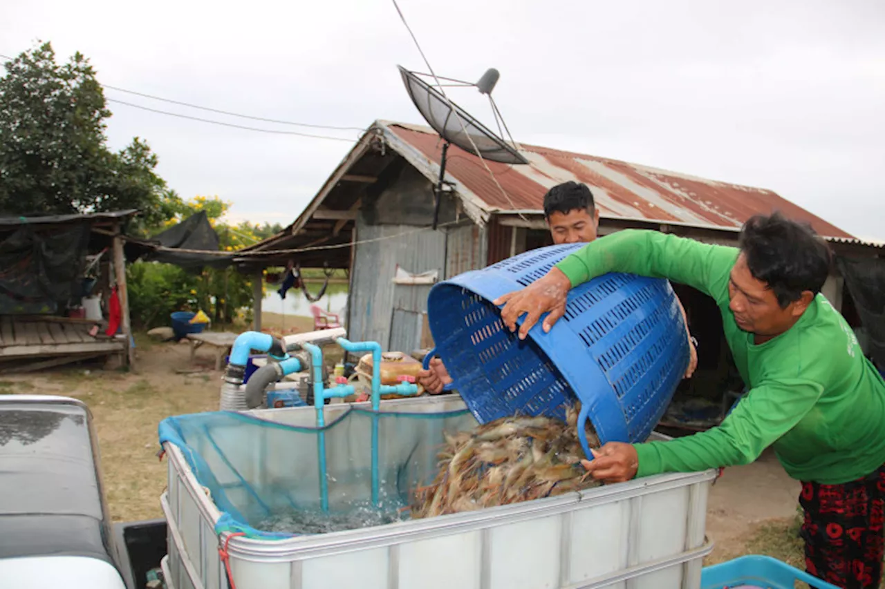 ผู้เลี้ยงกุ้งก้ามกราม จ.กาฬสินธุ์ ยิ้มออก แนวโน้มขายกุ้งสดคึกคักก่อนปีใหม่