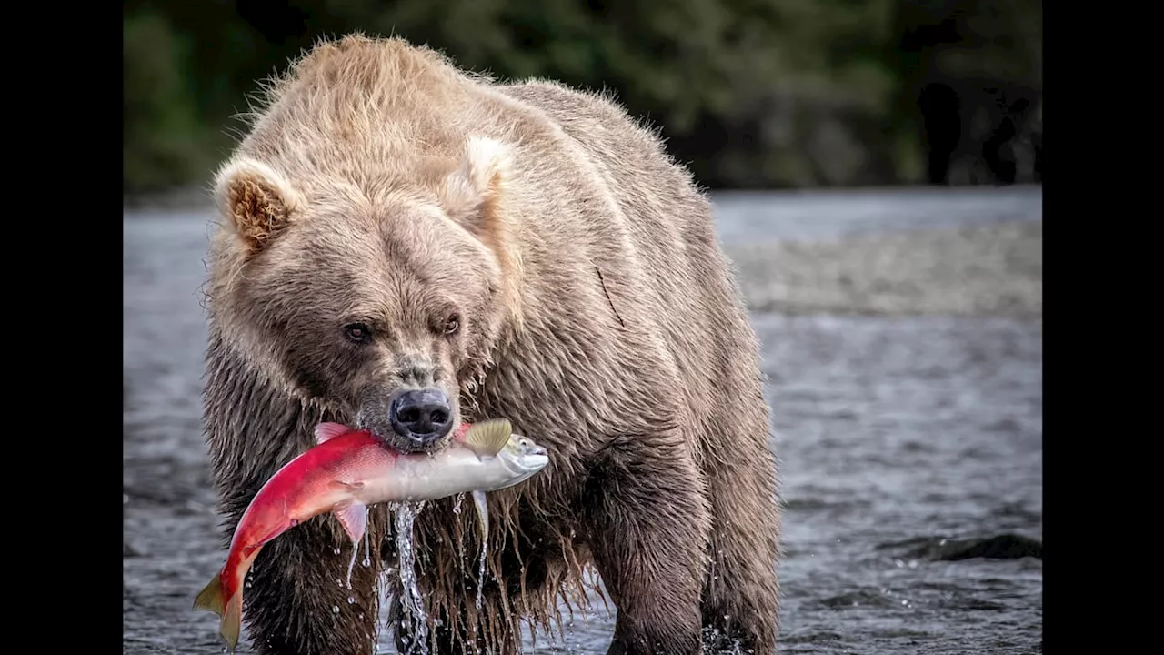 Experience the Alaskan Wilderness with Fish and Float