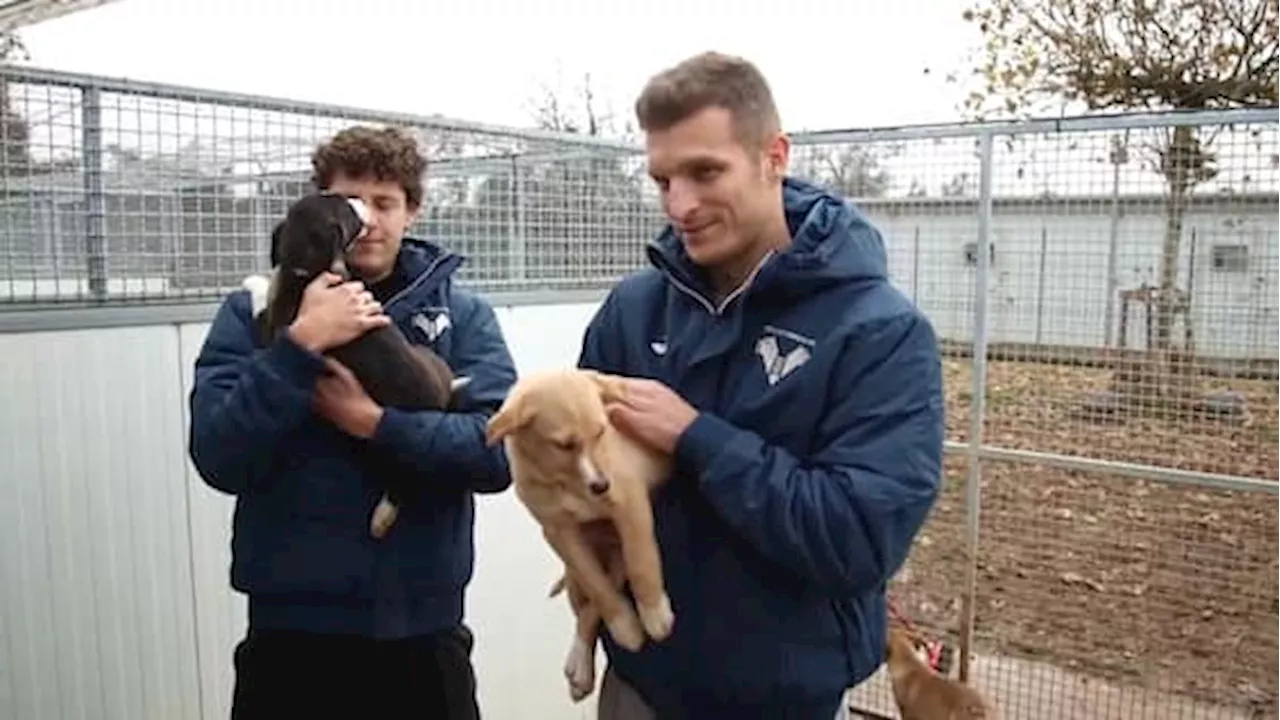 Verona-Milan, ingresso storico con sette cuccioli al Bentegodi