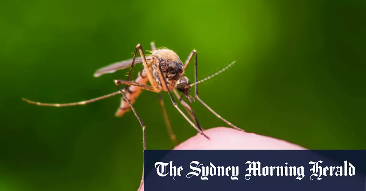 Flesh-eating ulcer ‘endemic’ in coastal town with ‘significant risk’ of spread to Sydney