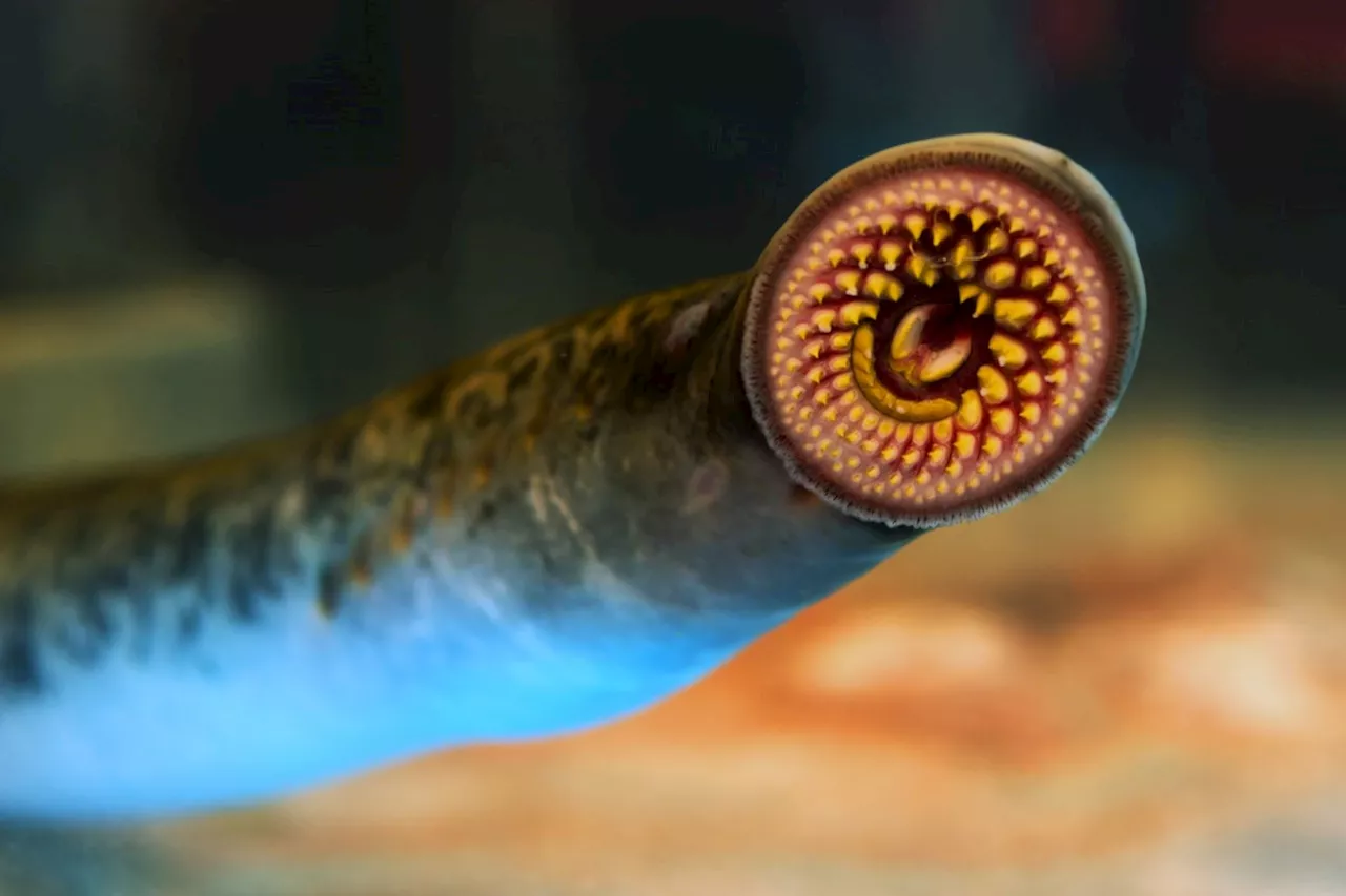 Sea Lamprey Populations Surge in Great Lakes After Pandemic Disruptions