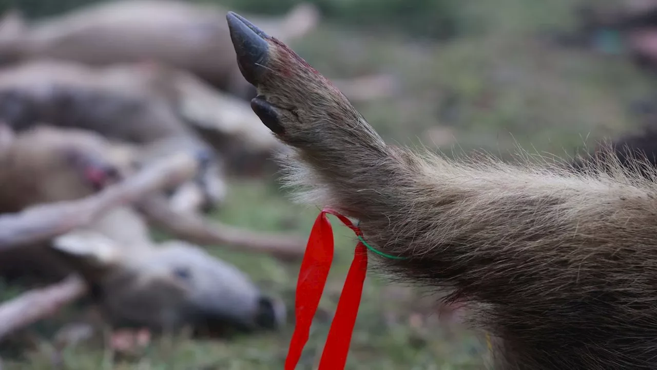 Aus dem Wald auf den Tisch: Vermarktung von Wildbret mit Hürden