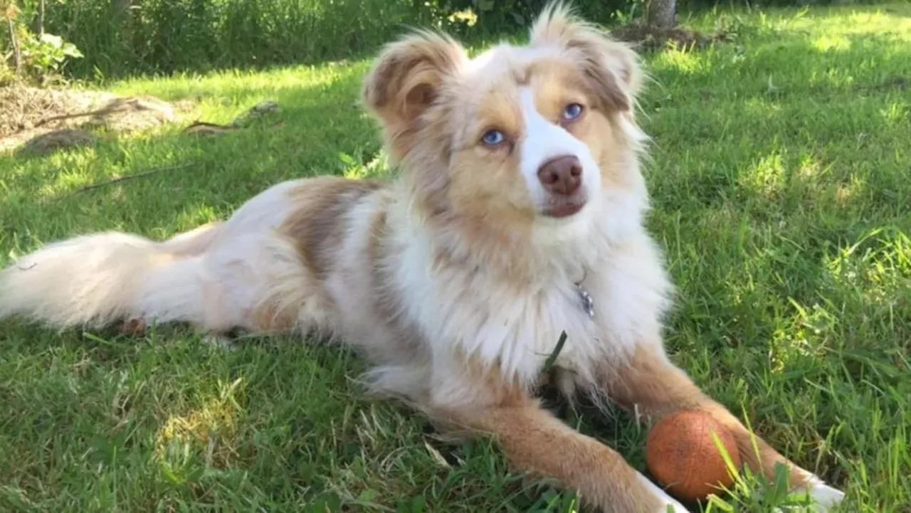 Chienne éventrée par deux bergers allemands en Dordogne