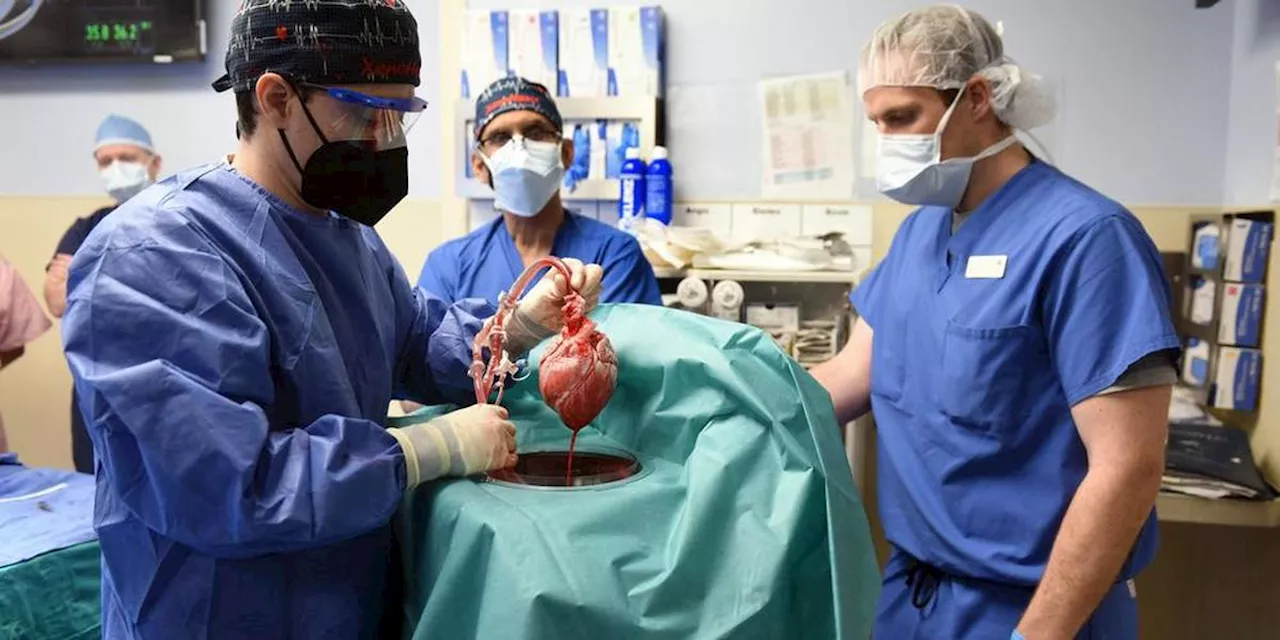 Un rein de porc transplanter sur une patiente américaine