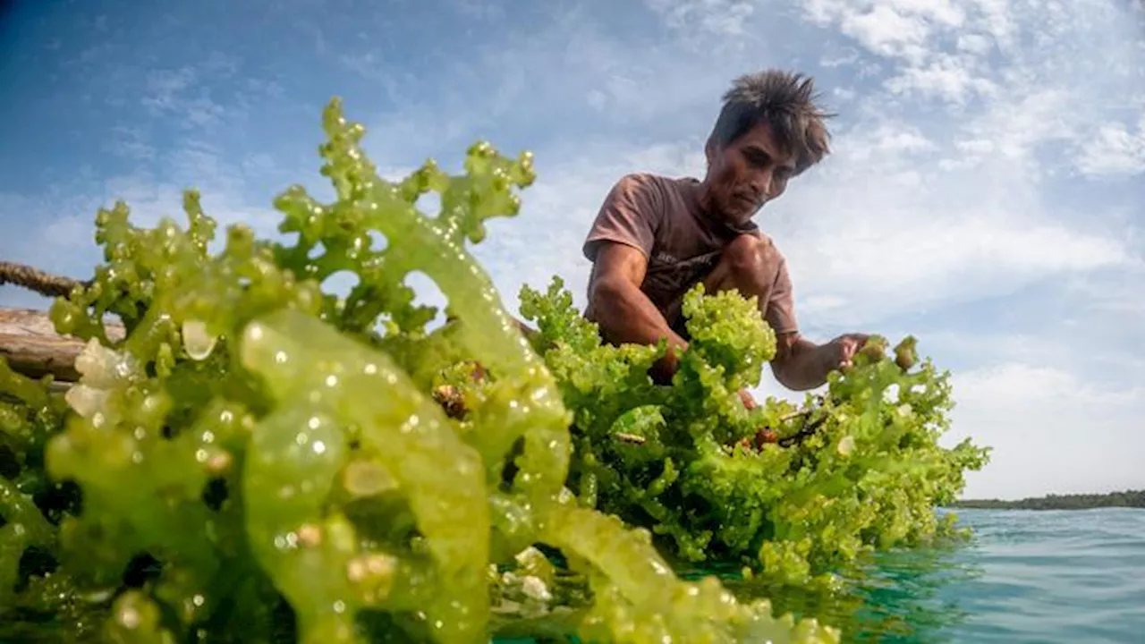 Rumput Laut: Tumbuhan Laut Bermanfaat di Indonesia