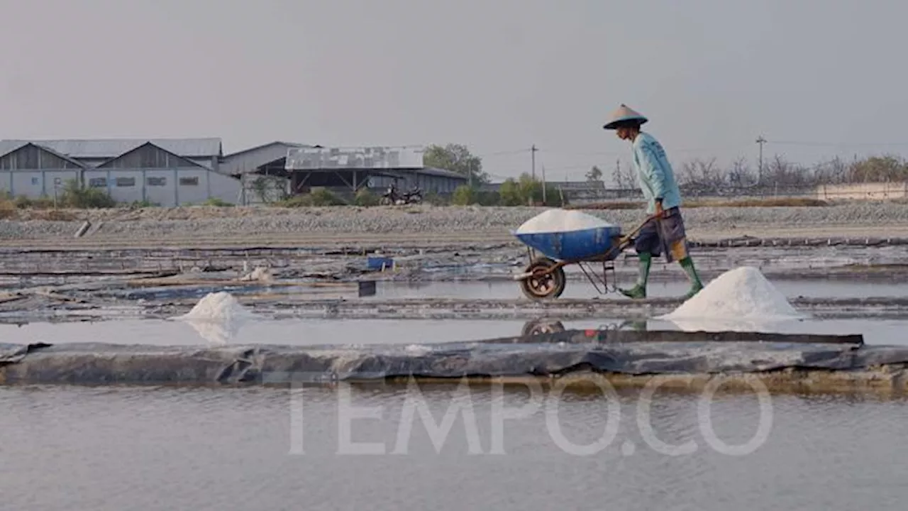 Tutup Keran Impor Garam Konsumsi, Pemerintah Andalkan Sentra Industri Garam di NTT dan Kulon Progo