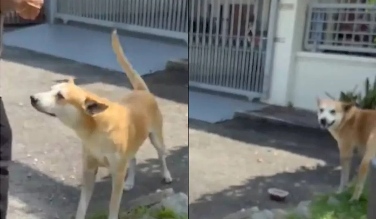 – Lelaki Kongsi Rezeki Dengan Anjing Raih Pujian Ramai