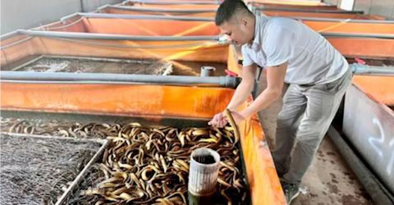 Vietnamese Eel Exporters Elevate Quality to Meet Global Demand