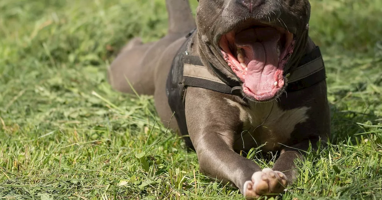 Tragedia en Puerto Tejada: Mujer muere mordida por pitbull, esposo fallece de angustia