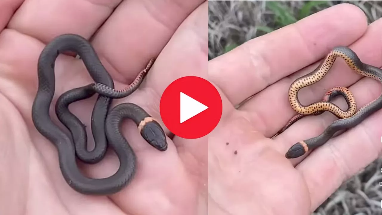 Rare Cute Baby Snake Video: ప్రపంచంలో అతి చిన్న అరుదైన క్యూట్ పాము.. వీడియో చూస్తే మీరు కూడా క్యూట్‌ అంటారు!