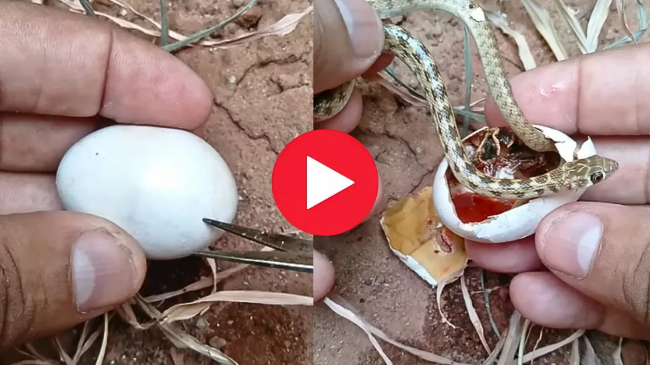 Snake Egg Opening Video: పాము గుడ్డును రెండు ముక్కలు చేసి.. ఏం చేసాడంటే.. వీడియో చూసే ధైర్యం ఉందా?