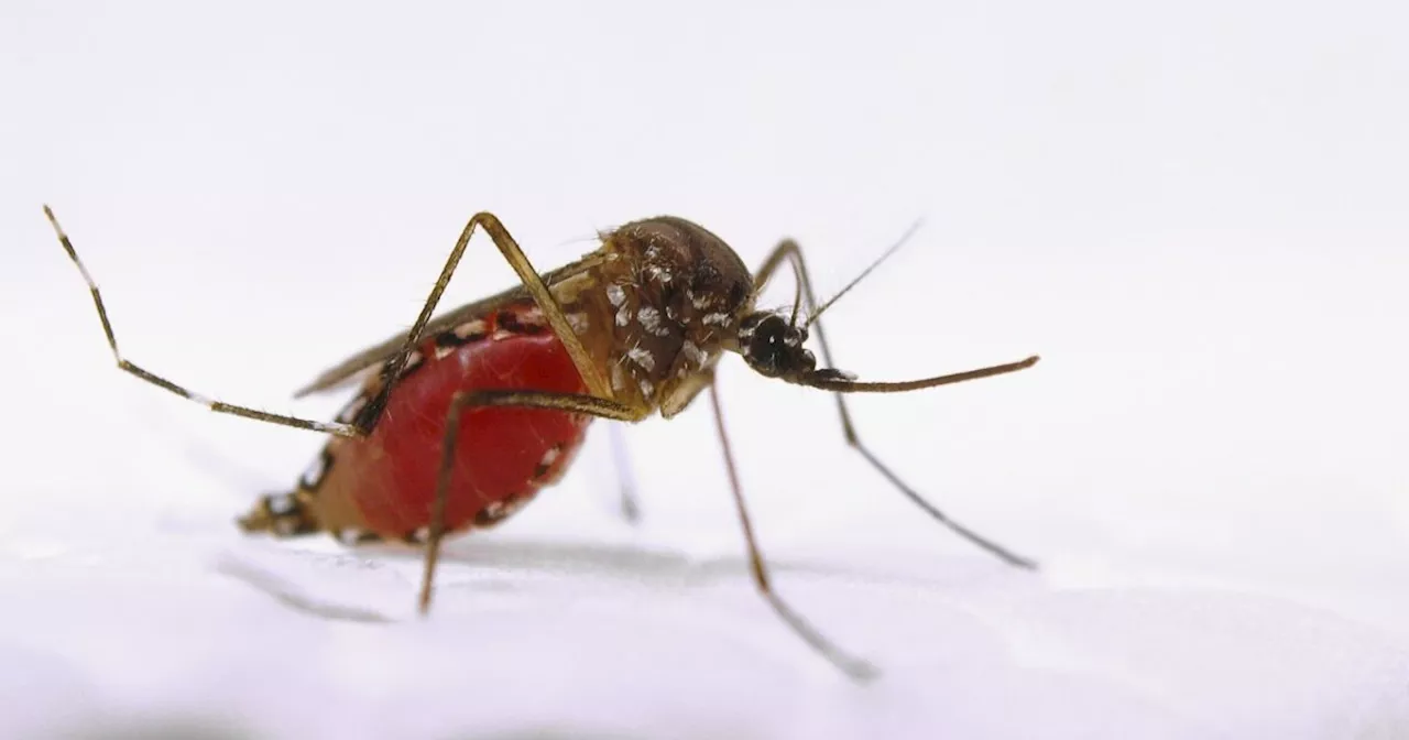 Severe Malaria Strain Kills Over 140 in Congo