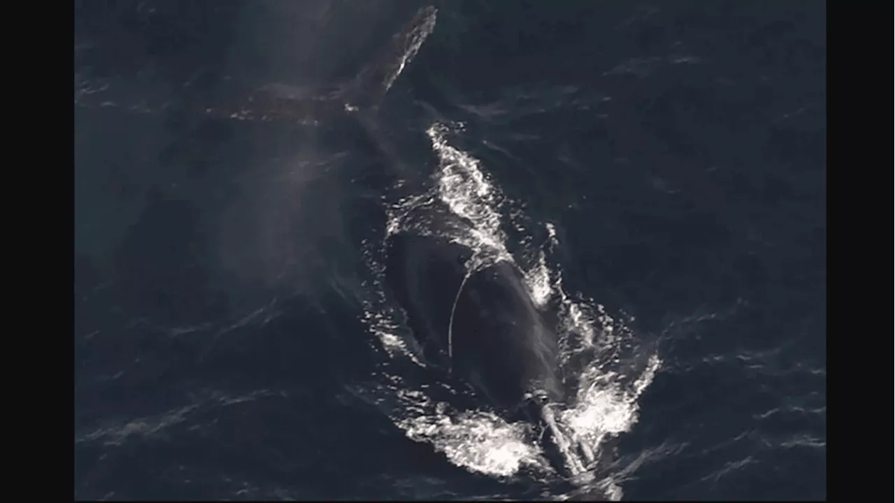 Two Endangered Right Whales Found Entangled in Fishing Gear