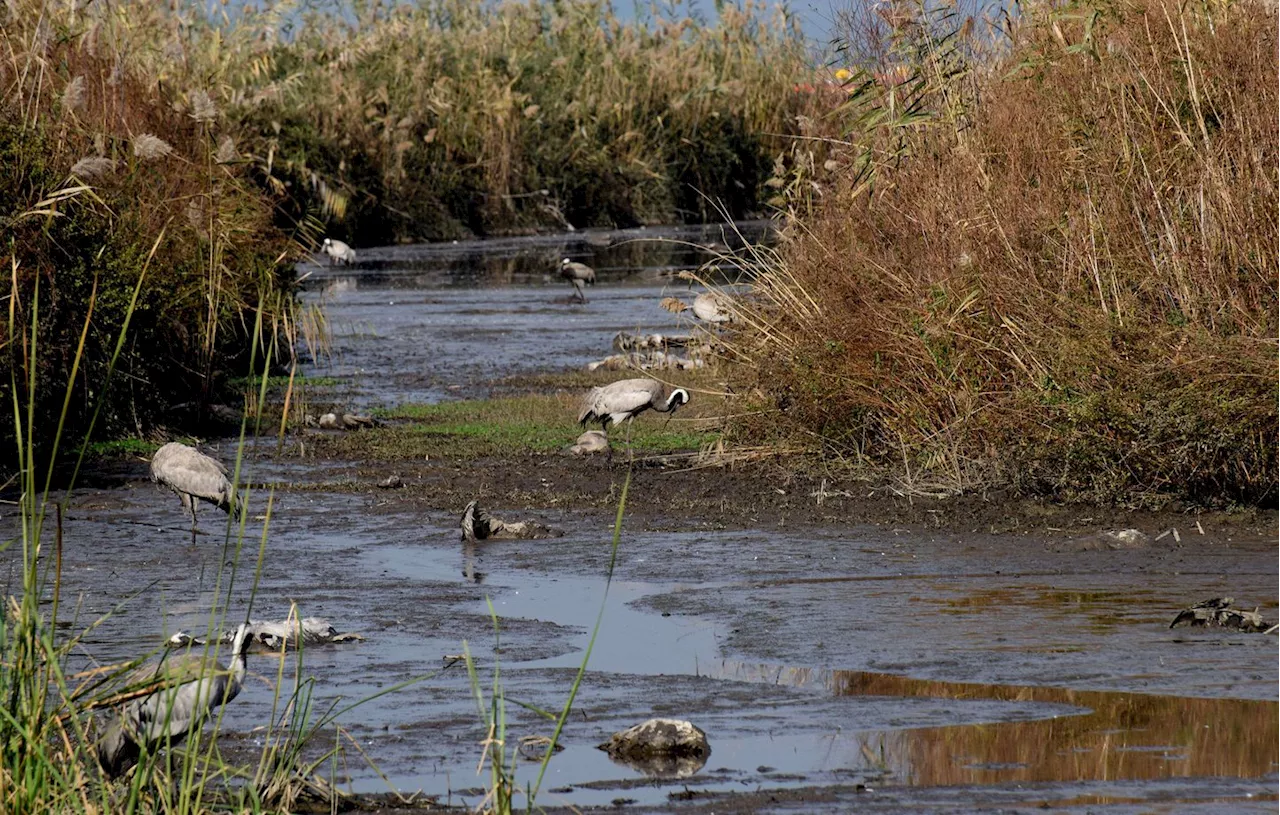 Grippe aviaire : Un premier cas grave détecté chez l’homme aux Etats-Unis