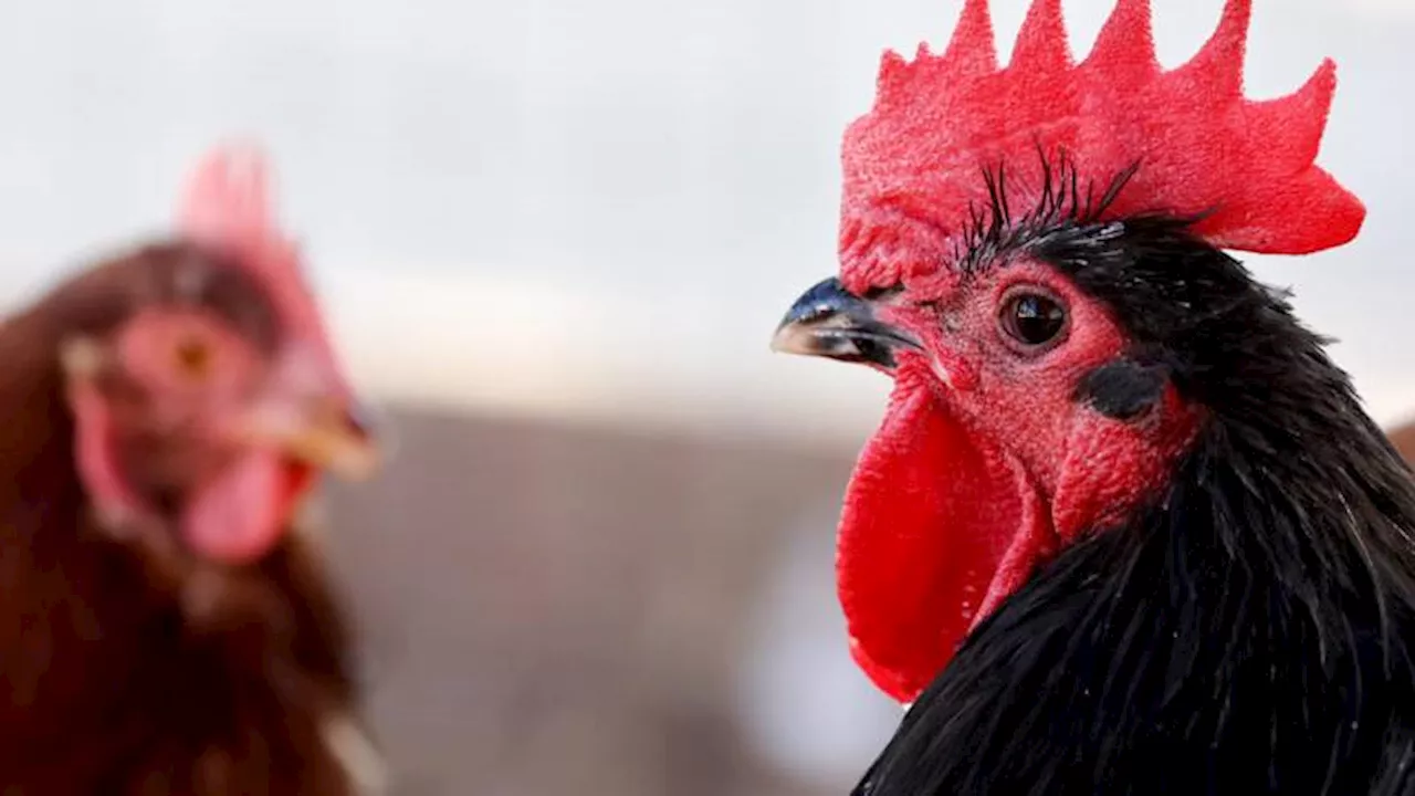 First severe bird flu case detected in US sparks fear of outbreak